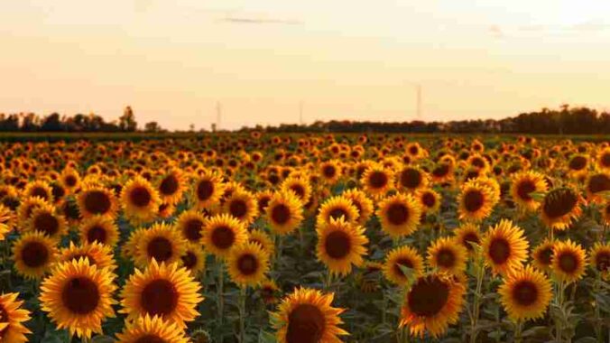 Beautiful sunflower field in Milan, Lombardia, glowing under the summer sunset., tags: campagna - pexel