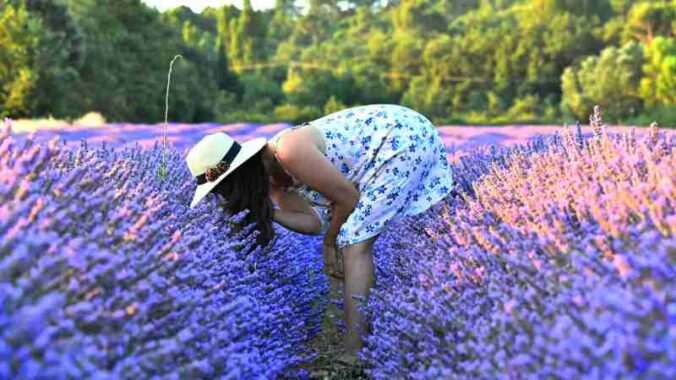 A woman bends to smell blooming lavender in a vibrant outdoor field., tags: di - pexel