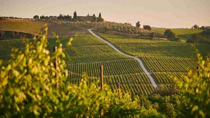 green grass field during daytime - Italien vineyard landscape during sunset. In Tuscany, tags: campagna patrimonio - unsplash